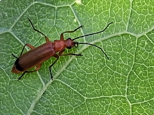 Rhagonycha fulva - feketevégű lágybogár