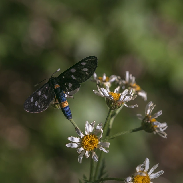 Amata phegea - fehérpettyes álcsüngőlepke