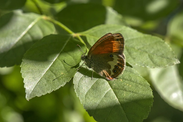 Coenonympha arcania - fehéröves szénalepke