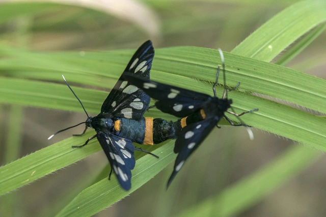 Amata phegea - fehérpettyes álcsüngőlepke