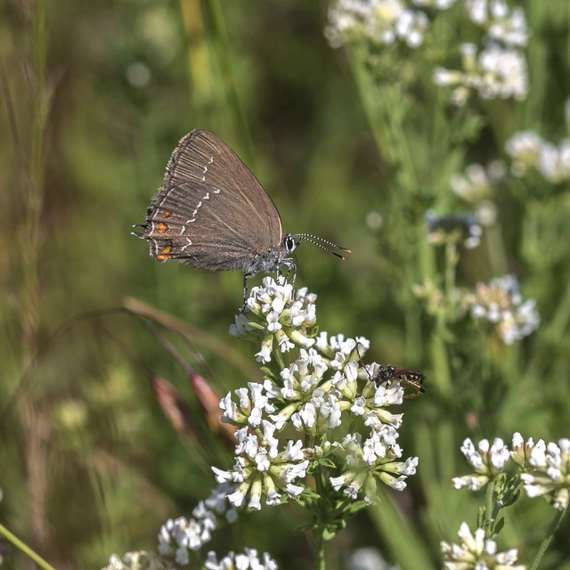 Satyrium ilicis - tölgyfa-csücsköslepke