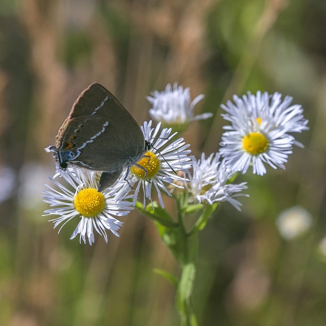 Satyrium spini - kökény-csücsköslepke
