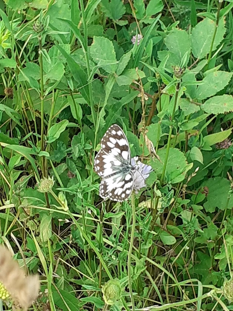 Melanargia galathea - sakktáblalepke