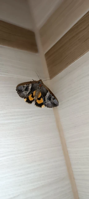 Catocala fulminea - galagonya-övesbagoly