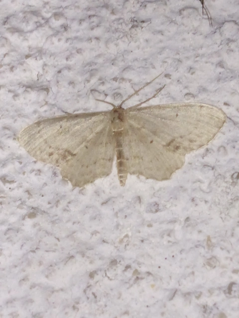 Idaea dimidiata - gyakori apróaraszoló