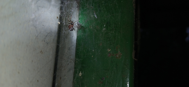 Steatoda bipunctata - kétpettyes faggyúpók
