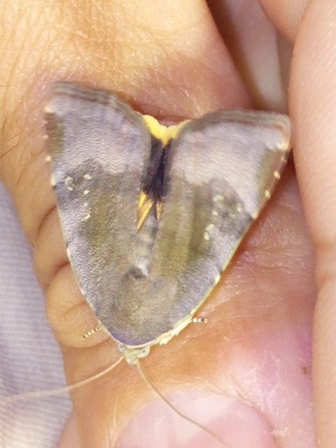 Noctua janthe/janthina