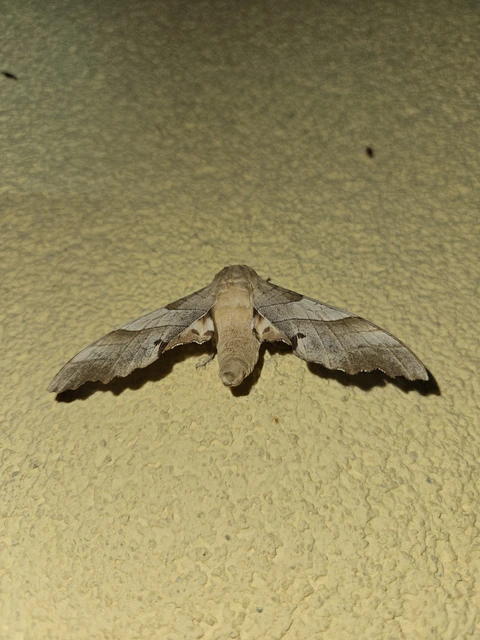 Marumba quercus - tölgyfaszender