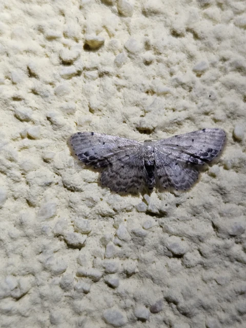 Idaea dimidiata - gyakori apróaraszoló