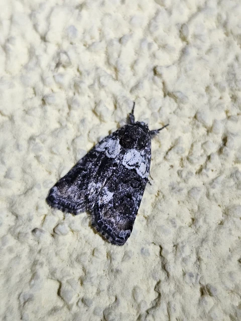Bryophila ereptricula - fekete zuzmóbagoly