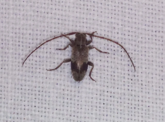 Exocentrus punctipennis - szilfa-rőzsecincér