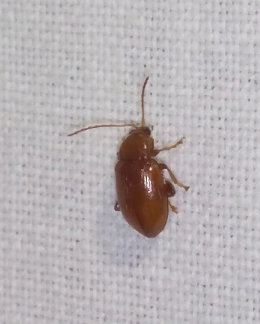 Neocrepidodera