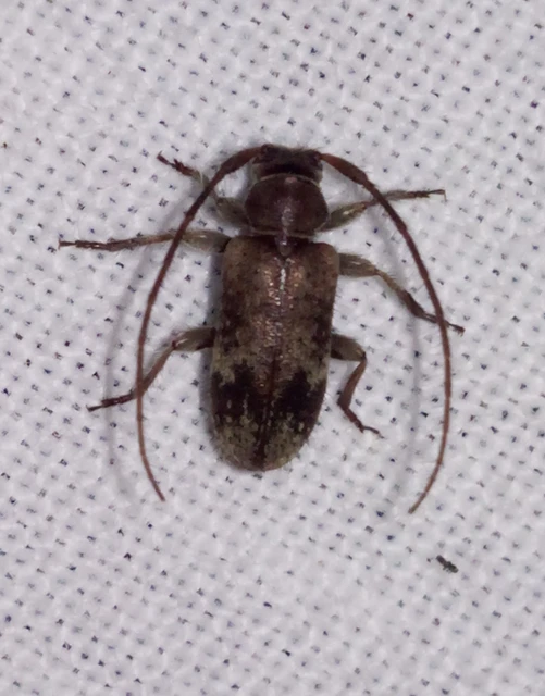 Exocentrus adspersus - tölgyfa-rőzsecincér