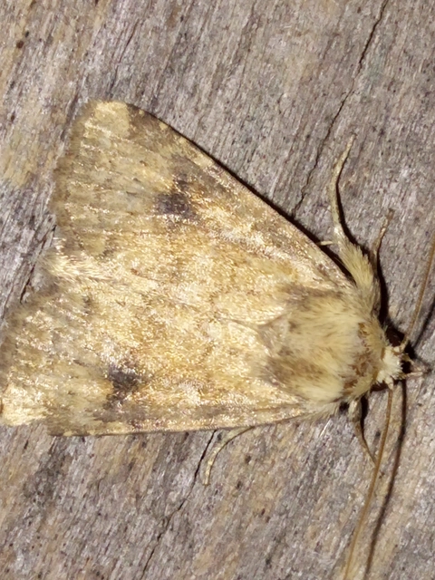Atypha pulmonaris - tüdőfű-levélbagoly