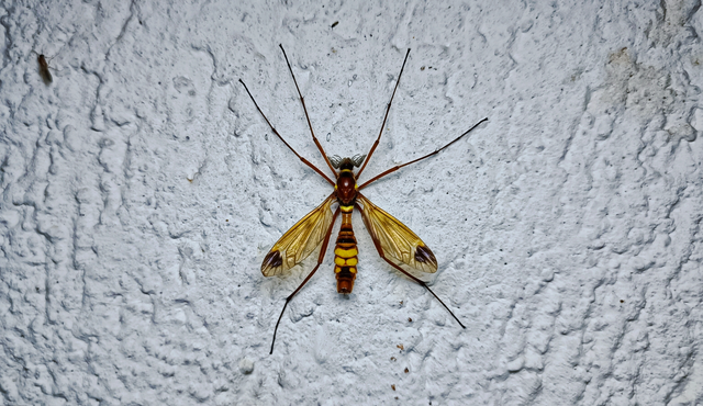 Ctenophora ornata - sárga fésűsszúnyog