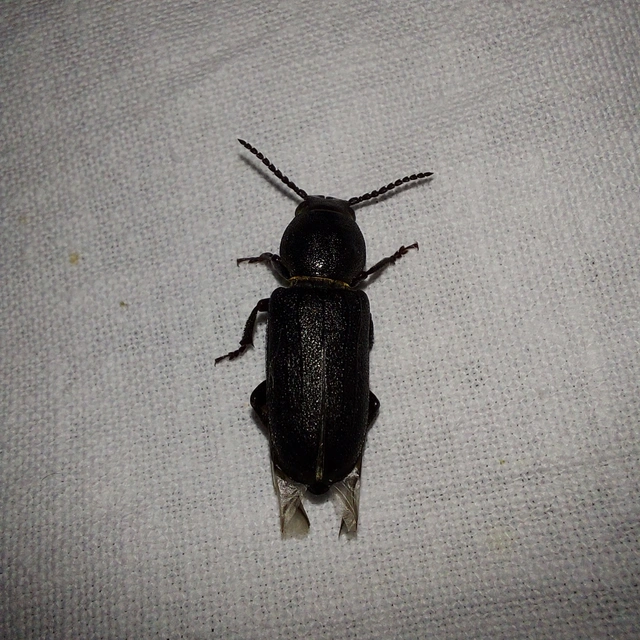 Spondylis buprestoides - erdei félcincér