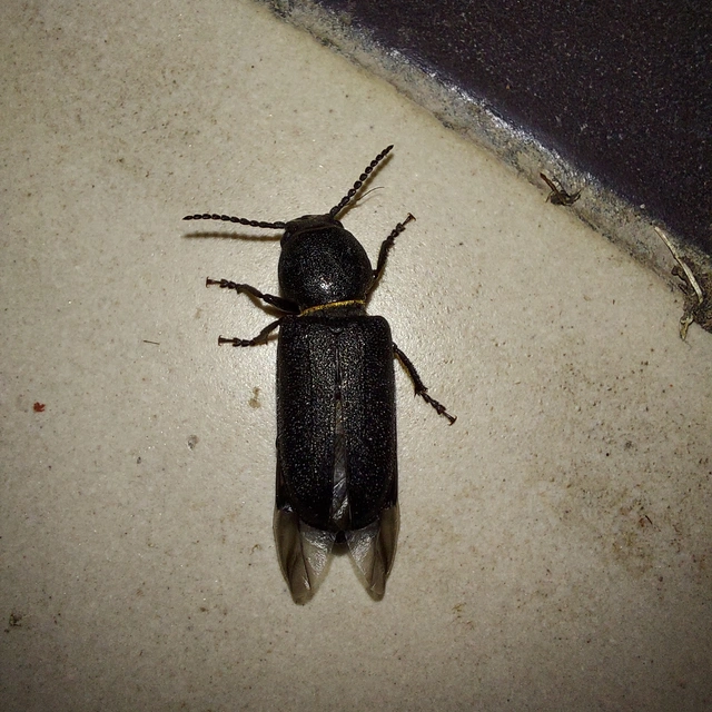 Spondylis buprestoides - erdei félcincér