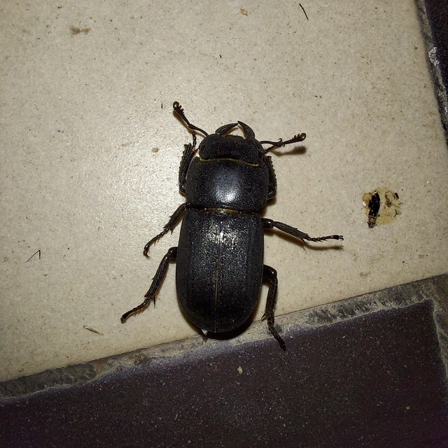 Dorcus parallelipipedus - kis szarvasbogár