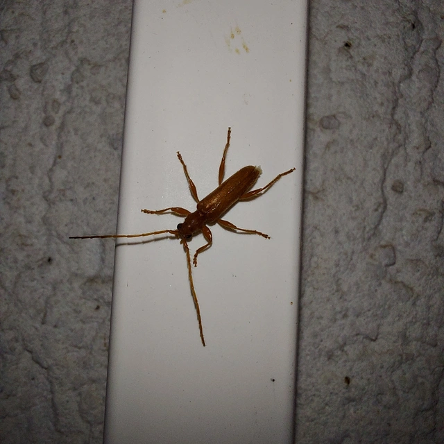 Axinopalpis gracilis - kecses selymescincér