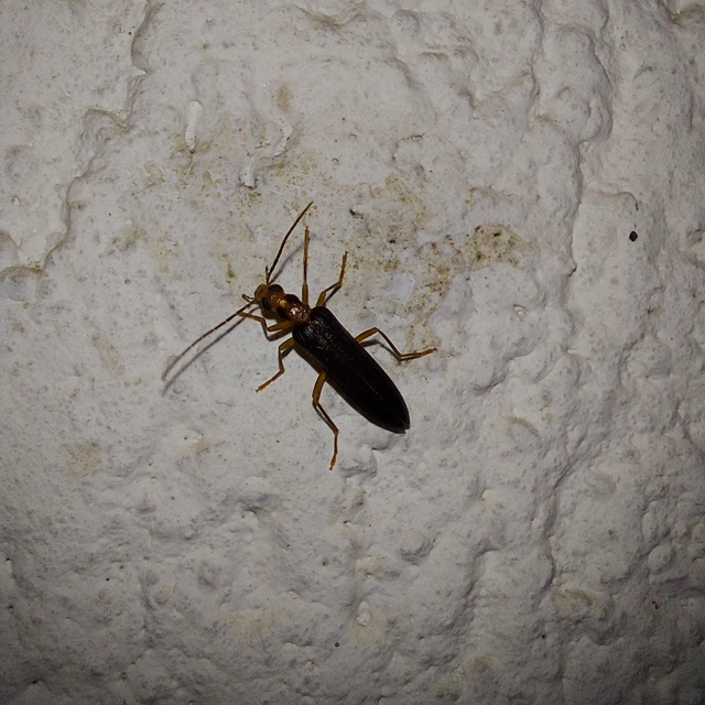 Nacerdes carniolica - karnóliai álcincér
