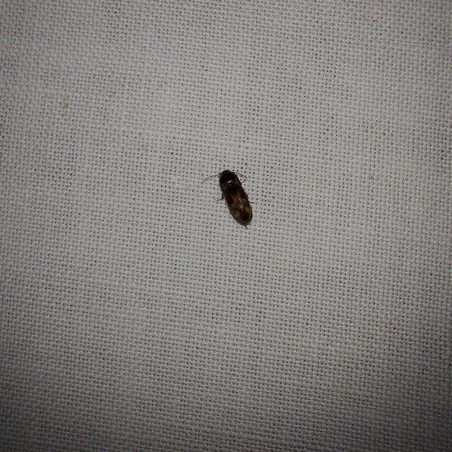 Drasterius bimaculatus - változékony pattanó