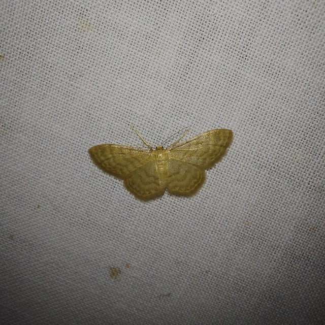 Idaea dilutaria - napvirág-apróaraszoló