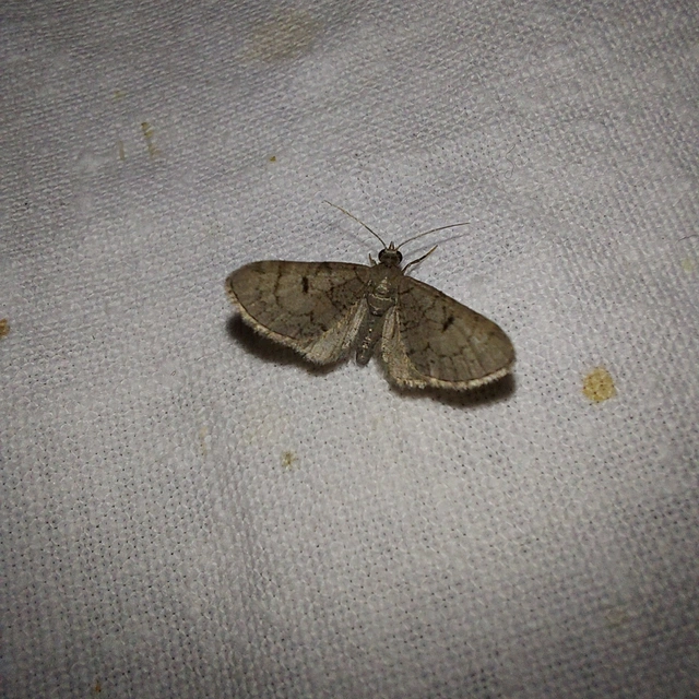 Eupithecia silenicolata - habszegfű-törpearaszoló
