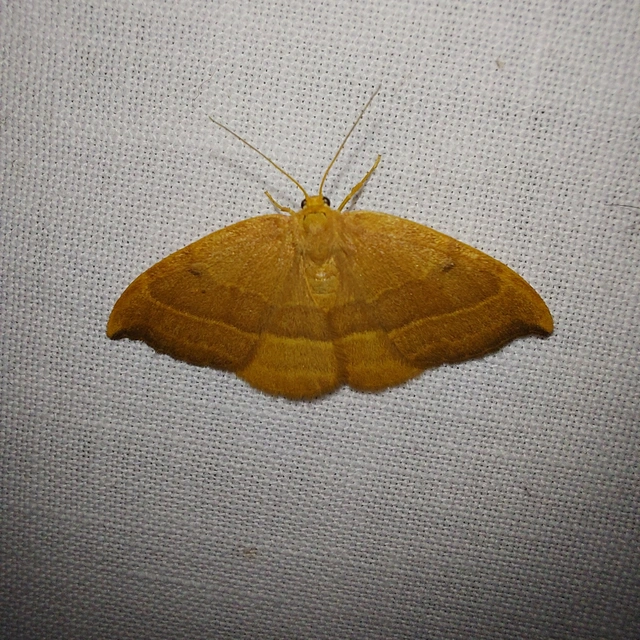 Watsonalla cultraria - bükkfa-sarlósszövő