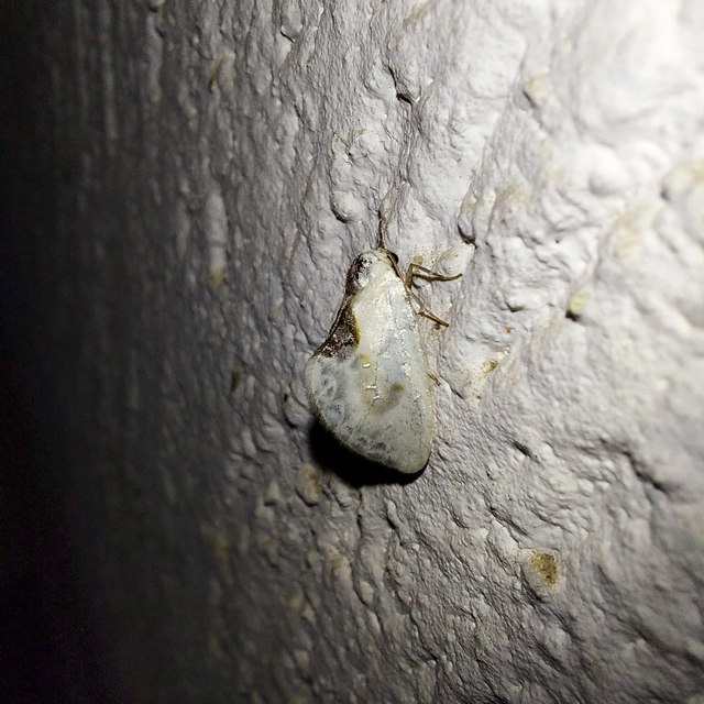Cilix glaucata - törpe sarlósszövő