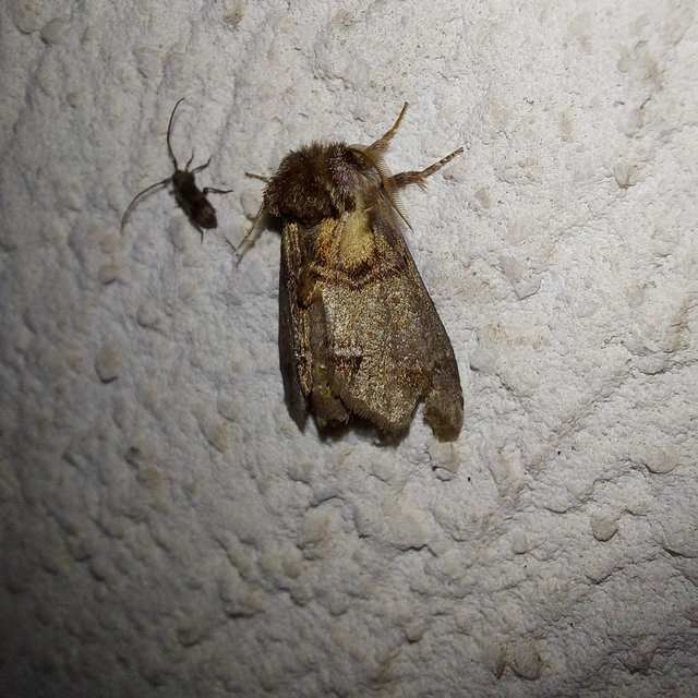 Drymonia velitaris - hegyi púposszövő