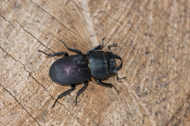 Dorcus parallelipipedus - kis szarvasbogár