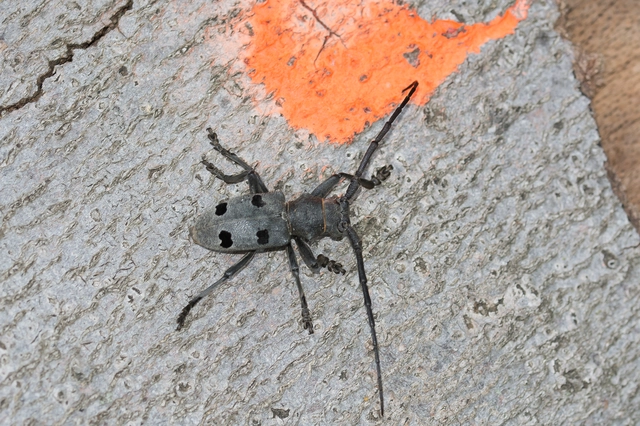 Morimus asper funereus - gyászcincér
