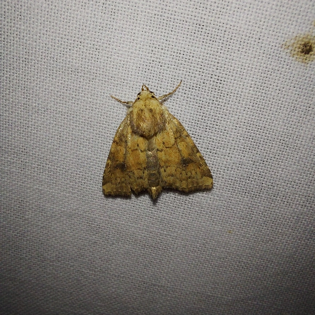 Atypha pulmonaris - tüdőfű-levélbagoly