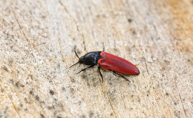Ampedus