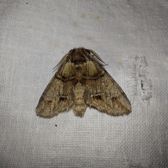 Drymonia velitaris - hegyi púposszövő