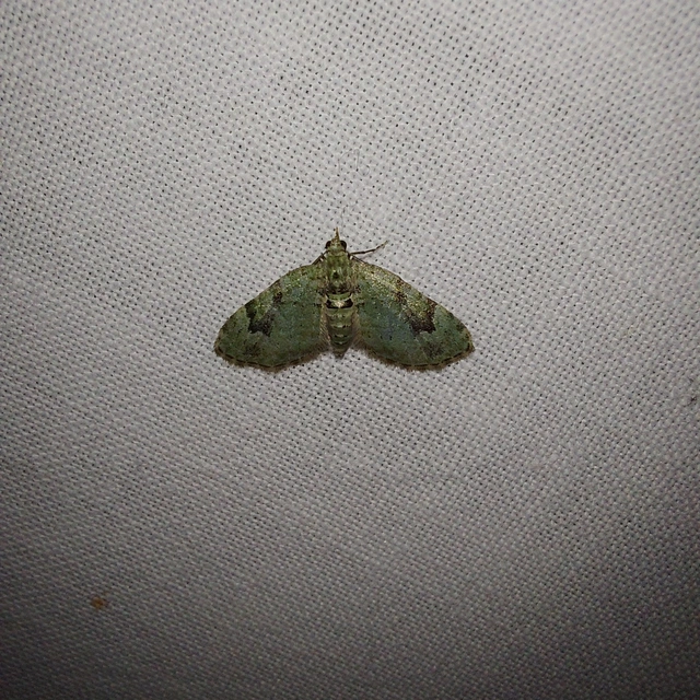 Chloroclystis v-ata - zöldes törpearaszoló