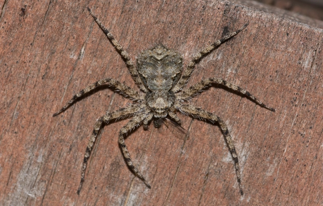 Philodromus poecilus - cifra karolópók