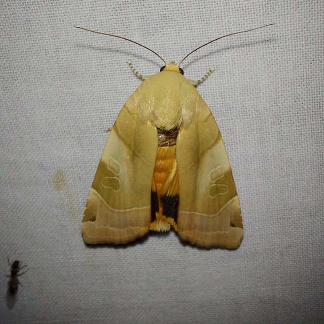 Noctua fimbriata - szélessávú sárgafűbagoly