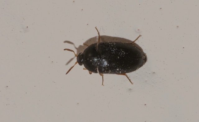 Attagenus brunneus - barna szűcsbogár