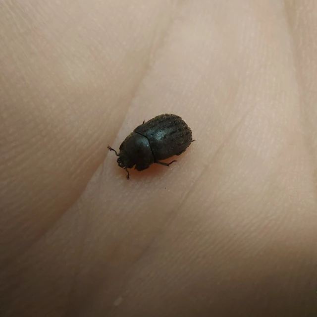 Aesalus scarabaeoides - szőrös szarvasbogár