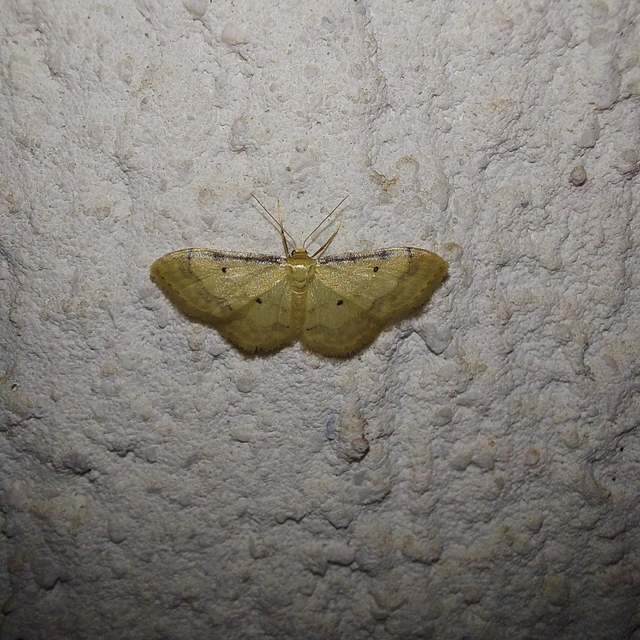 Idaea politaria - vonalas apróaraszoló