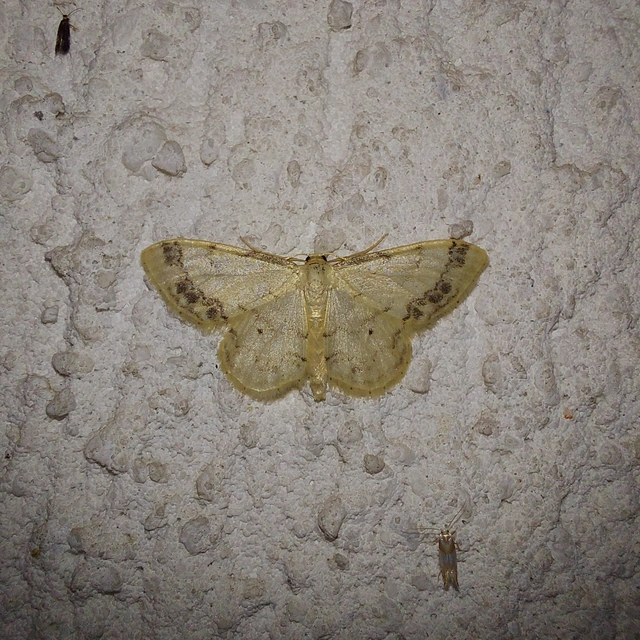 Idaea trigeminata - csúcsfoltos apróaraszoló