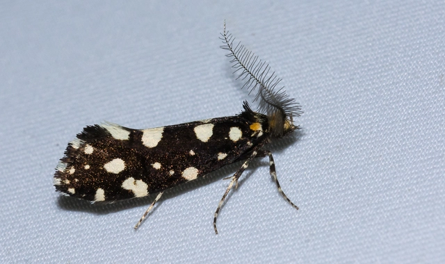 Euplocamus anthracinalis - fésűscsápú korhadékmoly
