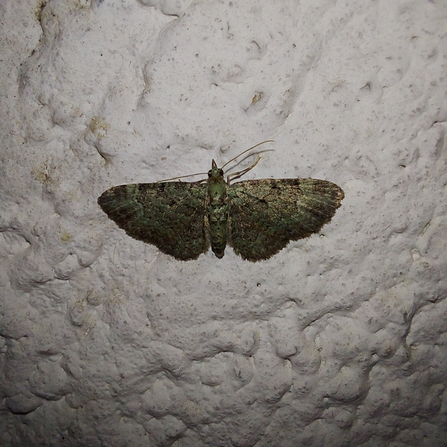 Pasiphila rectangulata - almavirág-araszoló