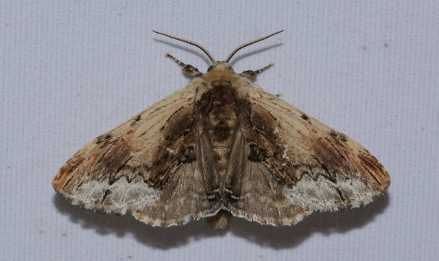 Ptilodon cucullina - csuklyás púposszövő