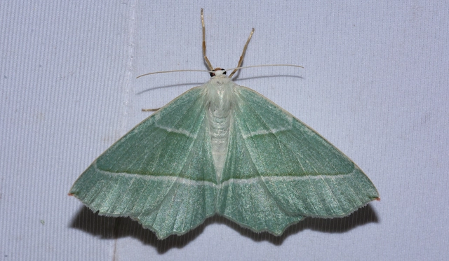 Campaea margaritaria - gyöngyházfényű zöldaraszoló Campaea margaritaria - gyöngyházfényű zöldaraszoló