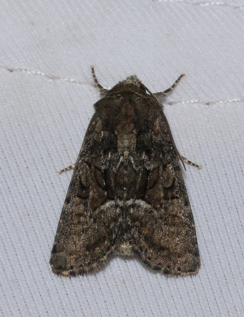 Oligia strigilis/latruncula/versicolor