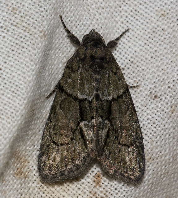Cryphia fraudatricula - homoki zuzmóbagoly
