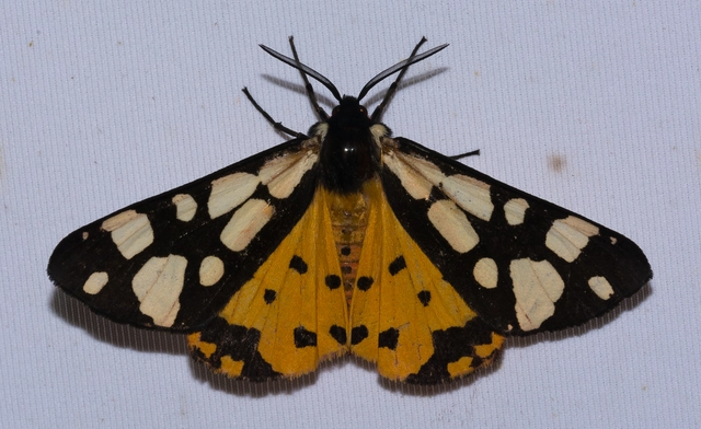 Arctia villica - fekete medvelepke