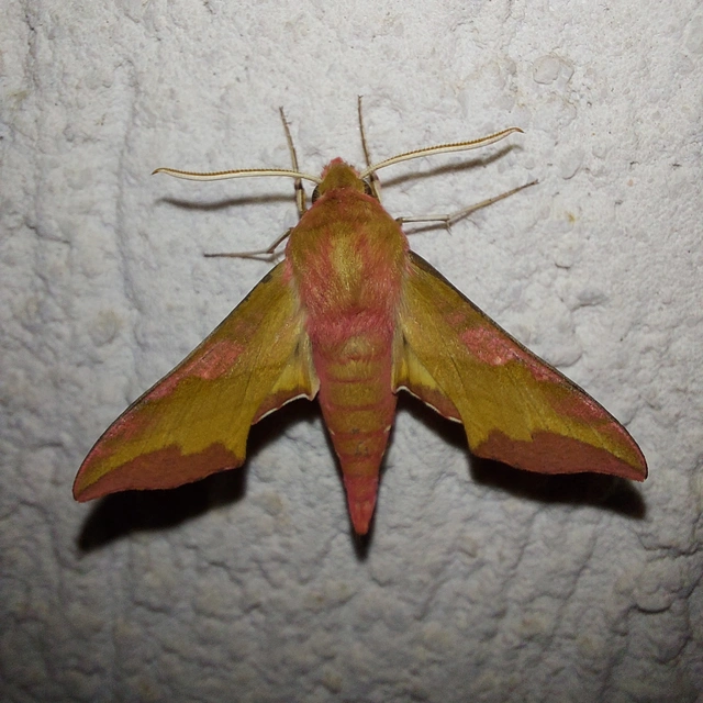 Deilephila porcellus - piros szender